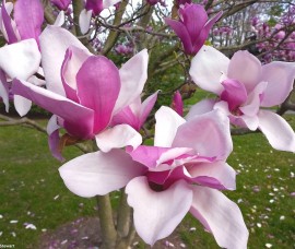 Magnolia denudata Galaxy C3